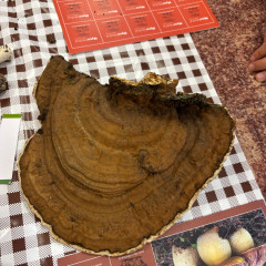 Křeslo pro hosta