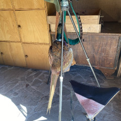 Strážnice - předškoláci