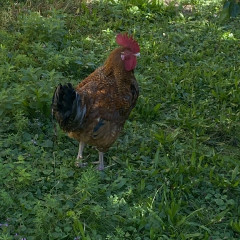 Strážnice - předškoláci