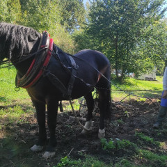 Strážnice - předškoláci