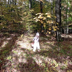 Vycházka do lesa - 2. tř.