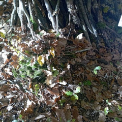 Vycházka do lesa - 2. tř.