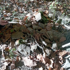 Vycházka do lesa - 2. tř.