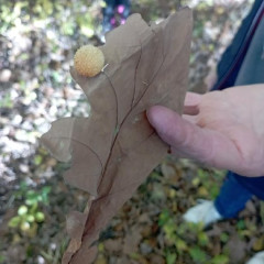 Vycházka do lesa - 2. tř.