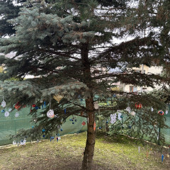 1.+2. třída Zdobení stromu před MŠ