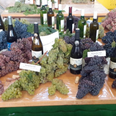 Zemědělská výstava