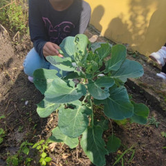 Na školní zahradě