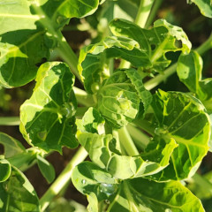 Na školní zahradě