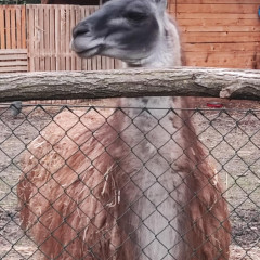 Vycházka do Gránic za zvířátky a sběr ořechů a kaštanů