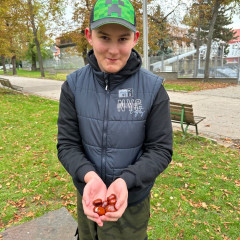 Sbírání kaštanů a listí