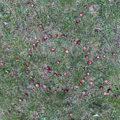 Sbírání kaštanů a listí