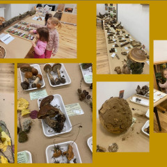 Muzeum - výstava živých hub