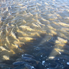 Výlov ryb Jaroslavice 5.11.