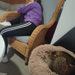 V kočičí kavárně