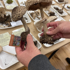 Návštěva výstavy hub