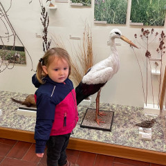 Po stopách lesních zvířat