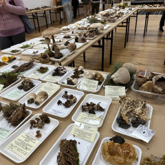 Výstava: Živé houby