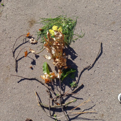 Slavnost padajícího listí