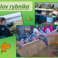 Výlov rybníka v Jaroslavicích