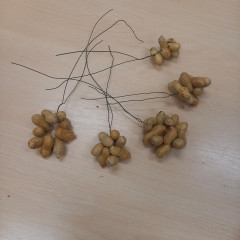 EVVO - Zimní dokrmování ptactva