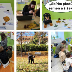 Sbírka plodů, semen a šišek