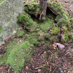 Zážitkový LESOprogram třídy 6.B