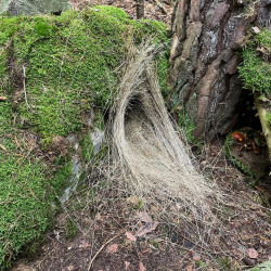 Zážitkový LESOprogram třídy 6.B