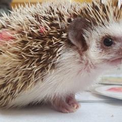 Ze života ježků 2025