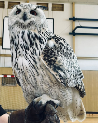 Živí dravci a ukázka jejich výcviku na naší škole