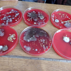 Kultivace bakterií 8.,9. třída