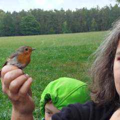 Ukázka odchytu ptáků