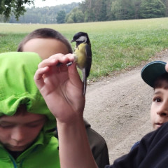 Ukázka odchytu ptáků