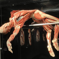 Lucy & Selam a Body Worlds