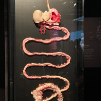 Lucy & Selam a Body Worlds