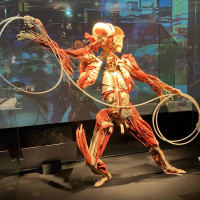 Lucy & Selam a Body Worlds