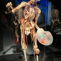 Lucy & Selam a Body Worlds