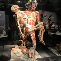 Lucy & Selam a Body Worlds