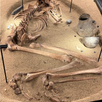 Lucy & Selam a Body Worlds