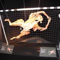Lucy & Selam a Body Worlds