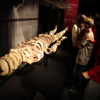 Lucy & Selam a Body Worlds