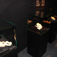 Lucy & Selam a Body Worlds