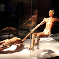 Lucy & Selam a Body Worlds