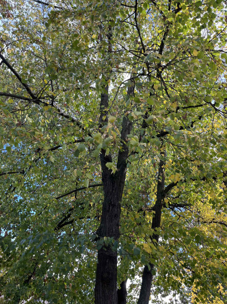 Den stromů ve třetí třídě